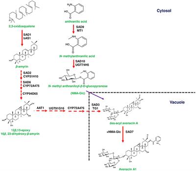 Plant Metabolic Gene Clusters: Evolution, Organization, and Their Applications in Synthetic Biology